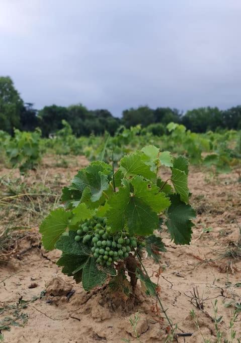 Domaine Villecarla Villedubert Kültér fotó