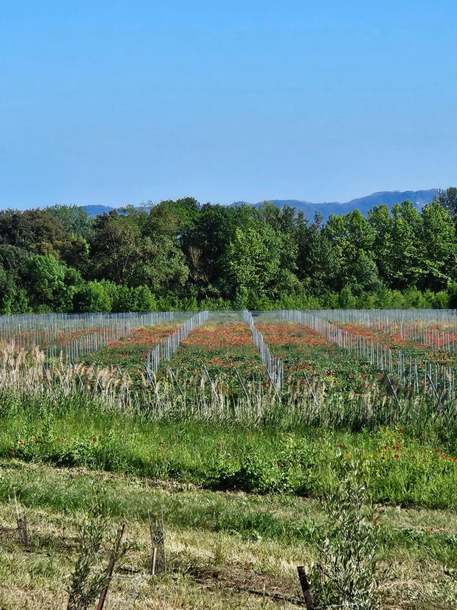 Domaine Villecarla Villedubert Kültér fotó